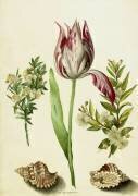 Tulip (Maria Sibylla Graff Merian) - Muzeo.com