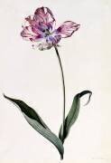 Tulipe (Georg Dionysius Ehret) - Muzeo.com