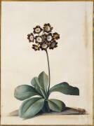 Une Auricule pourpre panachée (Georg Dionysius Ehret) - Muzeo.com