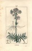 Valeriane of the hills or Valeriane with small leaves - Valerian (Pierre Jean Francois Turpin) - Muzeo.com