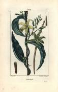 Vanilla - Vanilla orchid (Pierre Jean Francois Turpin) - Muzeo.com