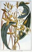 Vanilla pods (Pierre-Joseph Buchoz) - Muzeo.com