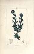 Variete of globular - Three tooth leaved globularia (Pierre Jean Francois Turpin) - Muzeo.com