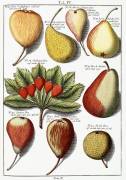 Various pear species (Johann Hermann Knoop) - Muzeo.com