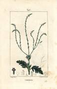 Verbena or Sacred Herb (Pierre Jean Francois Turpin) - Muzeo.com
