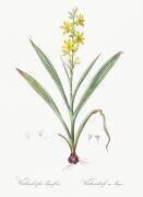 Wachendorfia Thyrsiflora (Pierre Joseph Redouté) - Muzeo.com
