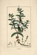 Water germandree (Pierre Jean Francois Turpin) - Muzeo.com
