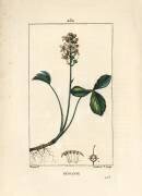 Water trefoil or menyanth water trefoil - Mars trefoil (Pierre Jean Francois Turpin) - Muzeo.com