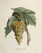 White muscat grapes (Pierre Jean Francois Turpin) - Muzeo.com