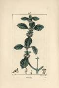White or common marrube - Common horehound (Pierre Jean Francois Turpin) - Muzeo.com