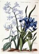 White oriental hyacinth (Maria Sibylla Graff Merian) - Muzeo.com