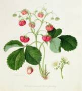 Wilmot's Cocks-Comb Scarlet Strawberry (William Hooker) - Muzeo.com