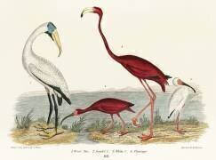 Wood ibis and scarlet flamingo (Alexander Wilson) - Muzeo.com