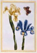 Yellow and Violet Irises (Pierre-Joseph Buchoz) - Muzeo.com