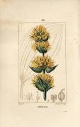 Yellow Gentian or Great Gentian - Gentian (Pierre Jean Francois Turpin) - Muzeo.com
