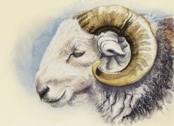 A Herdwick Ram (Alison Cooper) - Muzeo.com