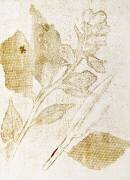 Background (Muzeo Studio) - Muzeo.com