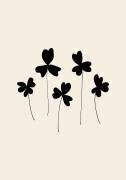 Black Sorrel (1x Studio) - Muzeo.com