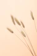 Bunny Grass Peach 03 (1x Studio III) - Muzeo.com