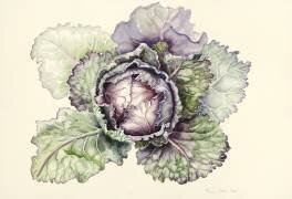 Cabbage from the market (Alison Cooper) - Muzeo.com
