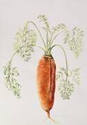 Carrot from my Garden (Alison Cooper) - Muzeo.com