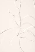 Dried Grass Light Beige 02 (1x Studio III) - Muzeo.com