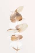 Eucalyptus Creative Gold 04 (1x Studio III) - Muzeo.com