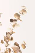 Eucalyptus Gold No 03 (1x Studio III) - Muzeo.com