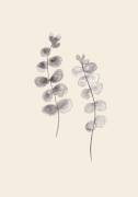 Eucalyptus Twigs (1x Studio) - Muzeo.com