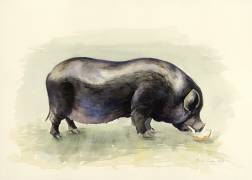 Italian Black Pig (Alison Cooper) - Muzeo.com