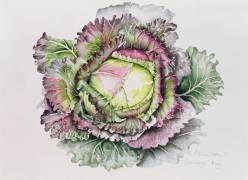 January King Cabbage (Alison Cooper) - Muzeo.com