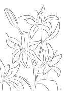 Lillies No 02 (1x Studio II) - Muzeo.com