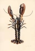 Lobster from Solva (Alison Cooper) - Muzeo.com