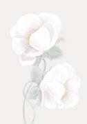 Lush Peony (1x Studio II) - Muzeo.com