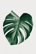 Monstera Natural 23 (1x Studio III) - Muzeo.com