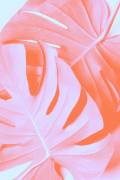 Monstera Orange 03 (1x Studio III) - Muzeo.com