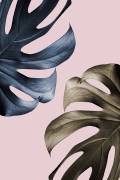 Monstera Pink Light 01 (1x Studio III) - Muzeo.com
