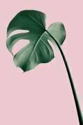 Monstera Pink No 05 (1x Studio III) - Muzeo.com