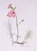 Old Variety of Dianthus (Alison Cooper) - Muzeo.com