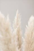 Pampas Grass Grey 04 (1x Studio III) - Muzeo.com