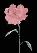 Peony 01 (1x Studio II) - Muzeo.com