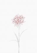 Peony 02 (1x Studio II) - Muzeo.com