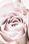 Pink Rose No 06 (1x Studio III) - Muzeo.com
