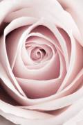 Pink Rose No 1 (1x Studio III) - Muzeo.com
