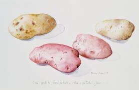 Potato Study (Alison Cooper) - Muzeo.com