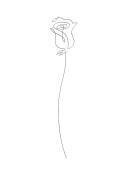 Rose (1x Studio II) - Muzeo.com