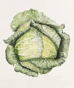 Savoy Cabbage (Alison Cooper) - Muzeo.com