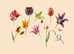 Spring tulips and insects (Alison Cooper) - Muzeo.com