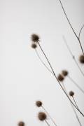 Thistle Grey 03 (1x Studio III) - Muzeo.com