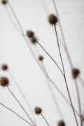 Thistle Grey 05 (1x Studio III) - Muzeo.com